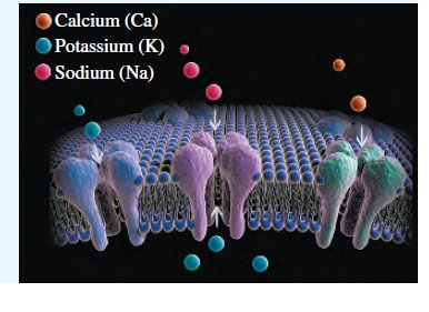 Ion channels in cell membrane