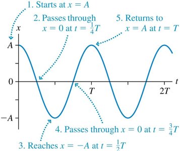 Position and velocity in SHM