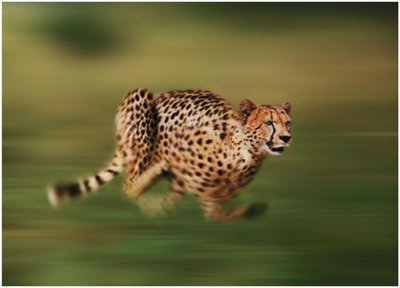 Cheetah running, example of acceleration