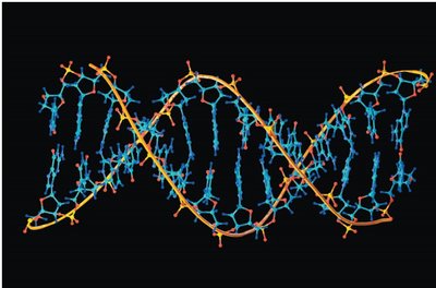 DNA double helix structure (example of hydrogen bonding in biology)