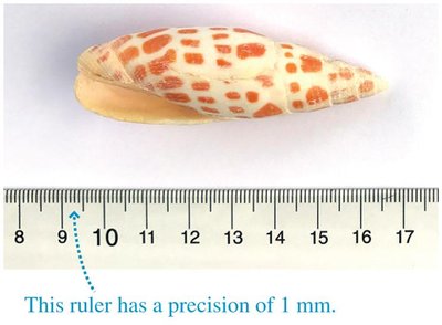 Measuring a seashell with a ruler to illustrate significant figures