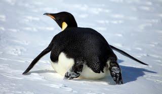 Penguin sliding on ice, illustrating low friction