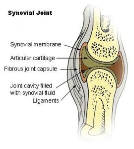 Diagram of synovial joint structure