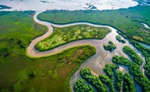 Vegetated river delta