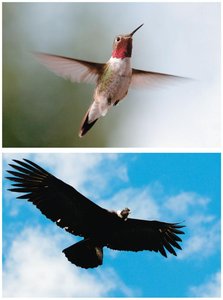 Comparison of hummingbird and condor, illustrating moment of inertia