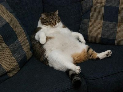 Cat sitting on couch