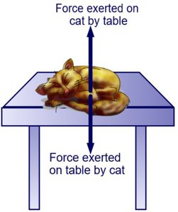 Cat on table action-reaction