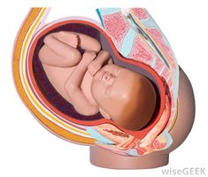 Diagram of a baby in the womb, used to illustrate a distance calculation between two points