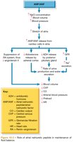 Role of atrial natriuretic peptide in fluid balance
