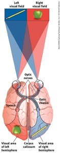 Diagram of visual fields and hemispheric processing