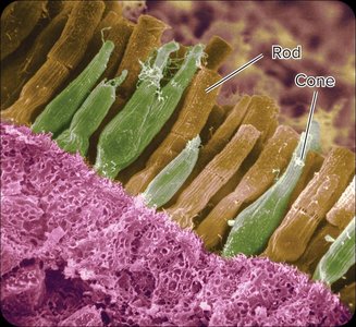Fovea and retina structure