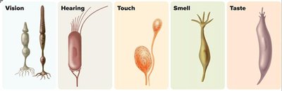 Diagram of sensory receptor cells and energy stimulus flow