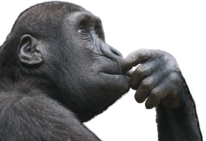 The 5 Pillars of Psychology highlighting the Cognitive domain
