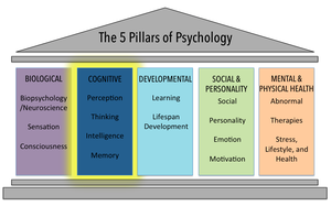 The 5 Pillars of Psychology highlighting the Cognitive domain