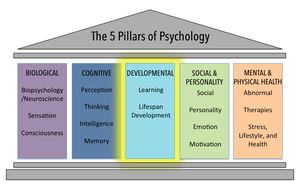 The 5 Pillars of Psychology highlighting the Developmental domain