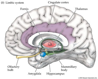 Diagram of the limbic system highlighting the hippocampus