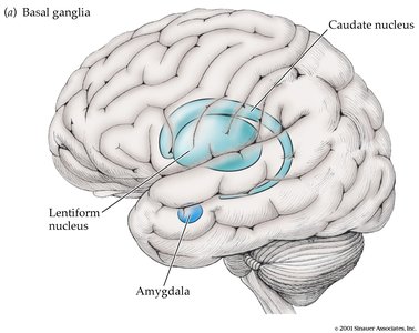 Diagram of the basal ganglia highlighting the caudate nucleus