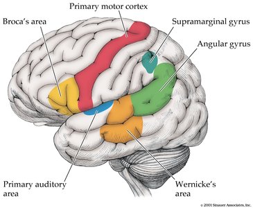 Diagram of Broca's and Wernicke's areas in the brain