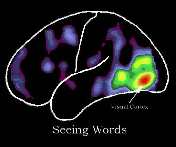 PET activation during seeing words (visual cortex)