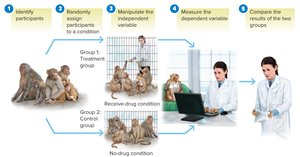 Steps in experimental research with monkeys