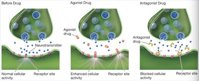 Diagram of agonist and antagonist drug effects at synapse