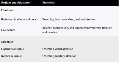 Table of hindbrain and midbrain structures and functions