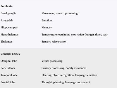 Table of forebrain and cerebral cortex structures and functions