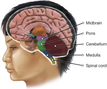Diagram of brain showing midbrain, pons, cerebellum, medulla, spinal cord