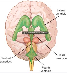 Diagram of cerebral ventricles