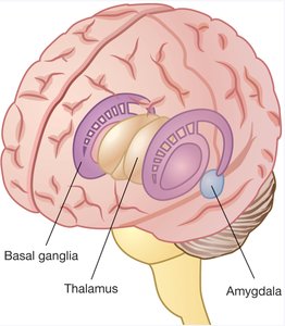 Diagram of basal ganglia, thalamus, and amygdala in the brain
