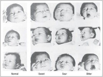 Infant facial expressions in response to sweet, sour, and bitter tastes