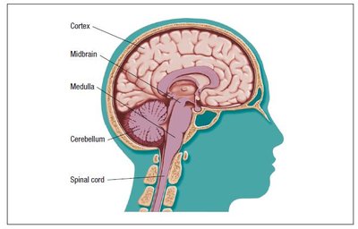 Diagram of the human brain showing cortex, midbrain, medulla, cerebellum, and spinal cord