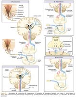 Diagram of nociceptive pain pathways and processes