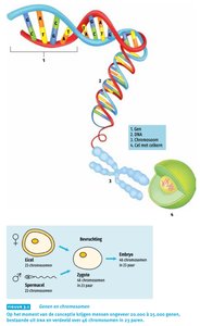 Genen en chromosomen: DNA, gen, chromosoom, cel