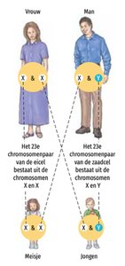 Geslachtsbepaling: chromosomen van vrouw en man