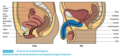 Anatomie van de geslachtsorganen