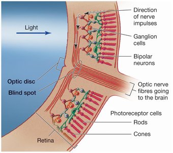 Arrangement of photoreceptors in the retina