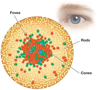 Distribution of rods and cones on the retina