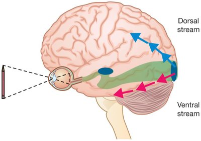 Two streams of vision: ventral and dorsal