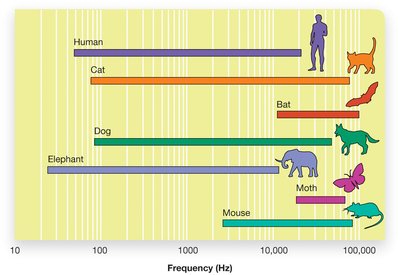 Comparison of hearing ranges in several species
