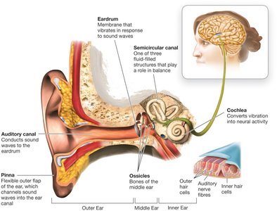 The human ear: structure and function