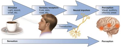 From stimulus to perception: diagram showing the process from stimulus to neural impulse to perception