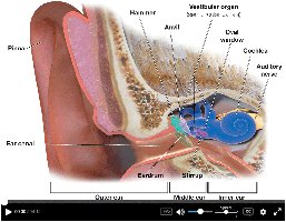 Structure of the ear