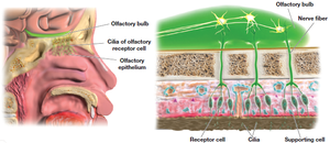 Olfactory receptors and bulbs