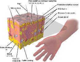 Cross section of the skin and its receptors