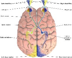Crossing of the optic nerve