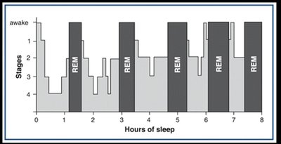 Sleep cycle stages and REM periods