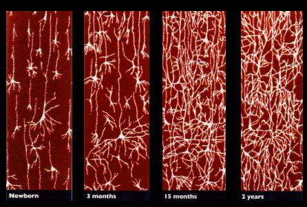 Synaptic density in the brain from newborn to 2 years