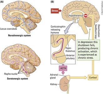 Brain systems and HPA axis in depression