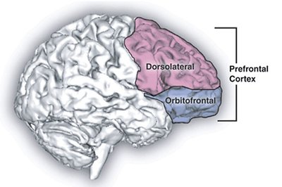 Prefrontal cortex regions: dorsolateral and orbitofrontal